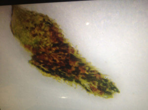 Microscopic Testing Marijuana - 2